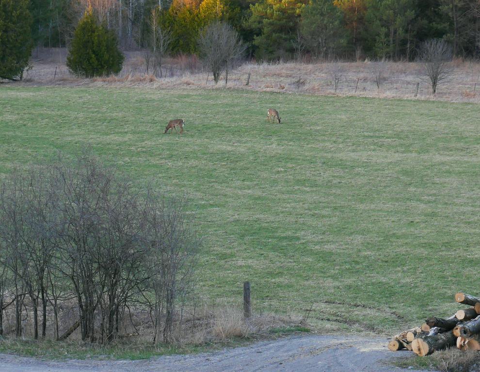 Our Valley View Bed & Breakfast Hampton Esterno foto